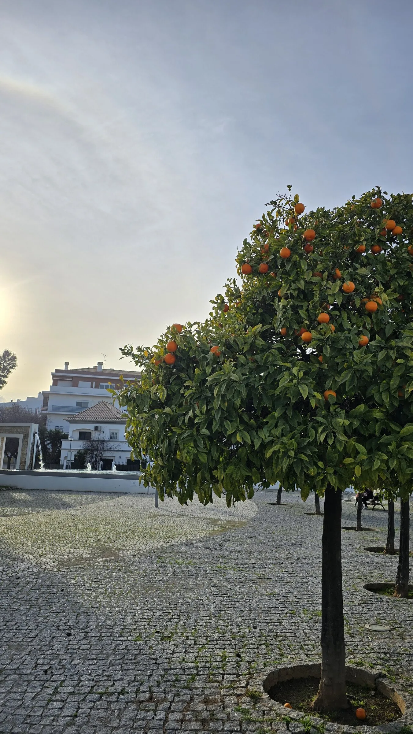 An orange tree on a Tavira square at sunset